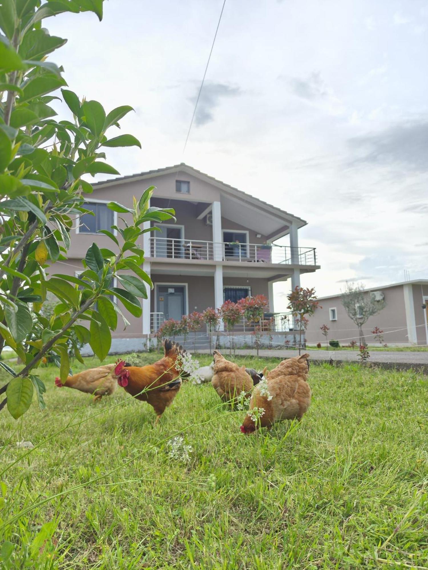 Hotel Villa Ballkan Grile Экстерьер фото